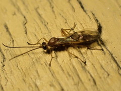 Meteorus pulchricornis