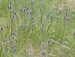 Alopecurus magellanicus