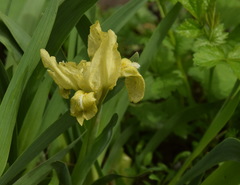 Iris pumila