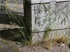 Poaceae