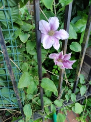 Magnoliopsida