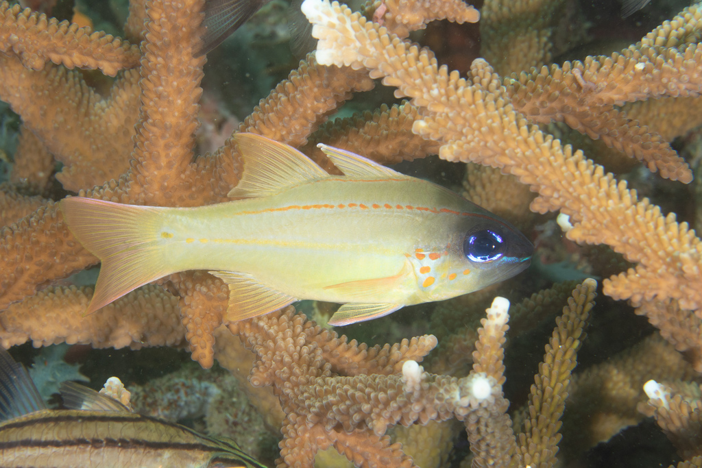 Spotgill Cardinalfish