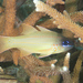 Spotted-Gill Cardinalfish - Photo (c) Mark Rosenstein, some rights reserved (CC BY-NC), uploaded by Mark Rosenstein