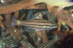 Cheilodipterus isostigma