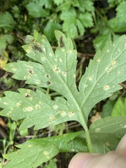 Puccinia hydrophylli