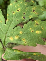 Puccinia hydrophylli