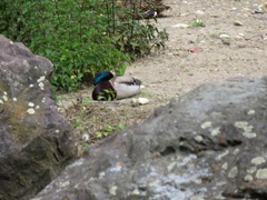 Anas platyrhynchos
