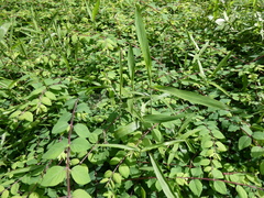 Poaceae