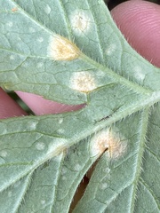 Puccinia hydrophylli