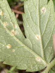 Puccinia hydrophylli
