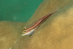 Helcogramma striata