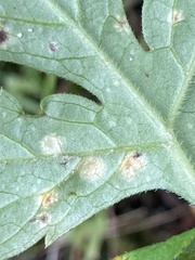 Puccinia hydrophylli