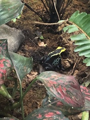 Dendrobates