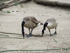 Branta canadensis