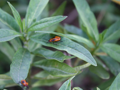 Oncopeltus fasciatus