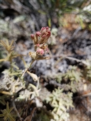 Castilleja foliolosa