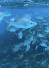 Kyphosus cinerascens