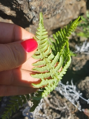 Pteridium aquilinum decompositum