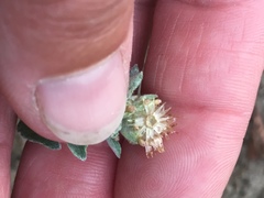 Gamochaeta stagnalis