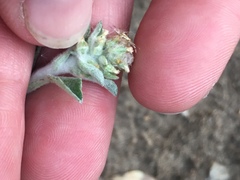 Gamochaeta stagnalis