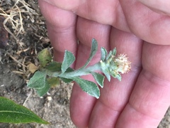 Gamochaeta stagnalis