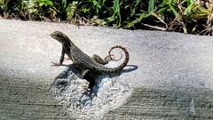 Leiocephalus carinatus