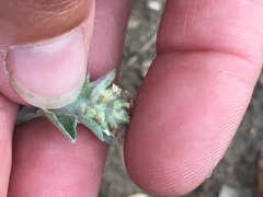 Gamochaeta stagnalis