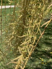 Salix babylonica