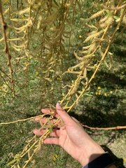 Salix babylonica