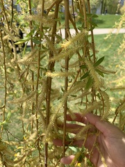 Salix babylonica