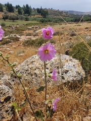 Alcea setosa