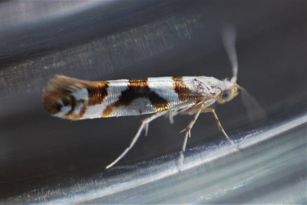 Shiny Headstand Moths
