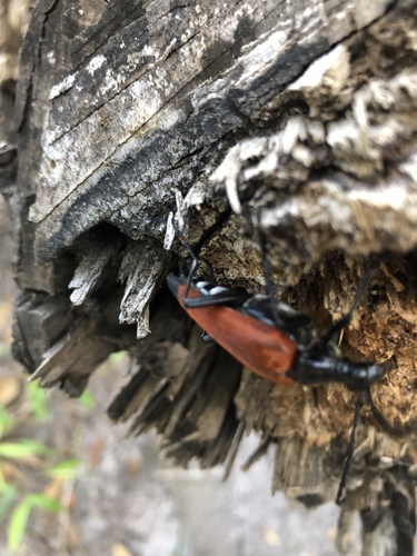 Cerambycidae image
