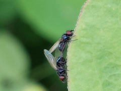 Lonchaea sylvatica