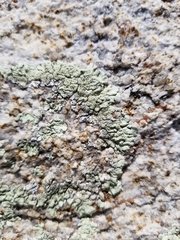 Xanthoparmelia maricopensis