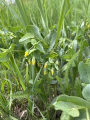 Cerinthe minor