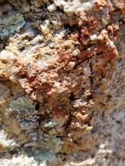 Xanthoparmelia mexicana