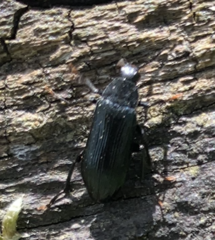 Melandrya caraboides