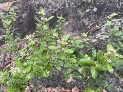 Phylica oleifolia