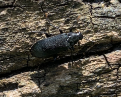 Melandrya caraboides