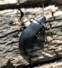 Melandrya caraboides