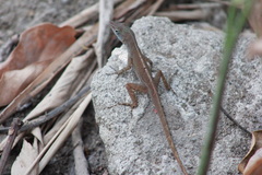 Anolis luciae
