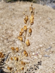 Penstemon clevelandii connatus