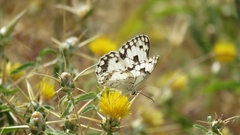 Melanargia titea