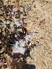 Penstemon clevelandii connatus