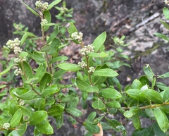 Phylica oleifolia