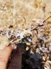 Penstemon clevelandii connatus