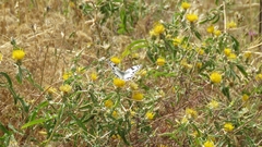 Melanargia titea