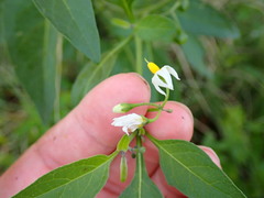 Image of Solanum chenopodioides