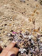 Penstemon clevelandii connatus